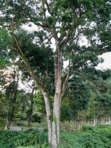 Afbeelding uit fotogalerij van Sous le MAHOGANY in Saint-Joseph