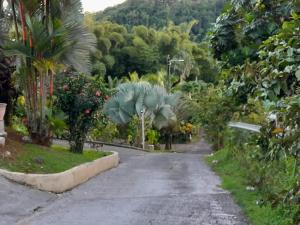 una carretera vacía en un bosque con palmeras en Sous le MAHOGANY, en Saint-Joseph