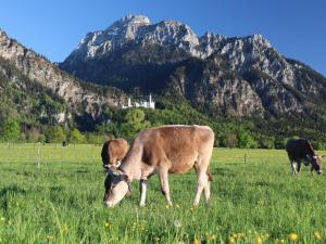 zwei Kühe weiden auf einem Feld mit Bergen im Hintergrund in der Unterkunft Gästehaus Köpf in Füssen