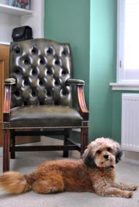 a dog laying on the floor in front of a chair at The House on the Square- Coastal Townhouse in Saint Monance