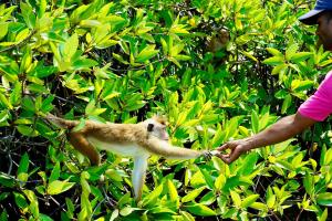 a man is holding a monkey in a tree at MILLET'S FOOD COMPANY AND COOKING CENTER in Negombo