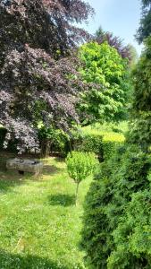 a small tree in a field of grass with trees at Goutanou in Châtillon-de-Michaille