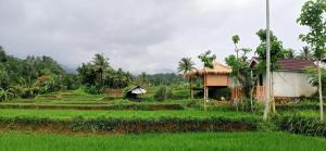 Bayan Exotic Homestay外面的花园