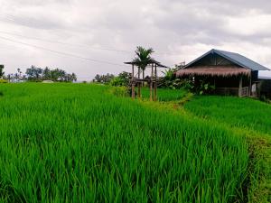 Bayan Exotic Homestay外面的花园