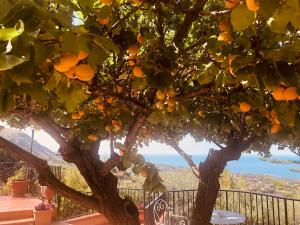 an orange tree with a view of the ocean at Beliving House in Mandra Capreria