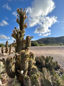 Un cactus au milieu du désert dans l'établissement El Chiflon Posta Pueblo, à El Chiflón