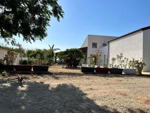 a cat is walking in a courtyard with plants at Baglio Eldama in Castelvetrano Selinunte +15 photos