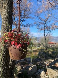 a pot of flowers hanging from a tree at Glamping nature Tiny house in Kotor