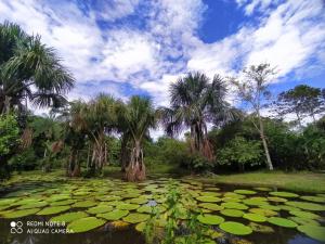 Bromelia Flower Lodge Iquitos في إكيتوس: بركة بها وسائد زنبق وأشجار نخيل