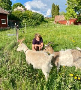 Altri animali domestici presso la casa vacanze o nei dintorni