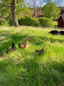 eine Gruppe von Hühnern, die im Gras sitzen in der Unterkunft Heritage-listed country cottages in Eskilstuna