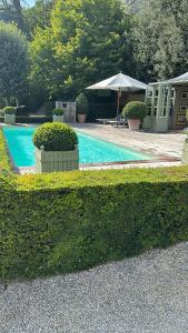 a swimming pool with an umbrella and some bushes at Manoir des Basses Rivières in Rochecorbon