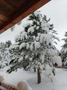 a snow covered pine tree covered in snow at Blidinjehouse in Risovac