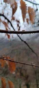a tree branch with water droplets on it at Lerik Renthouse in Lerik