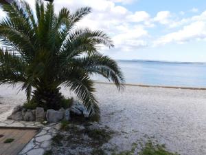 a palm tree on a sandy beach next to the ocean at Vita in Bribir