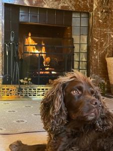 a brown dog sitting in front of a fireplace at Marlacoo House Luxury Georgian home in Portadown