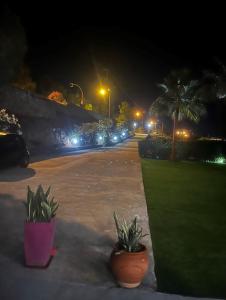 a street at night with palm trees and lights at Loucerna Suites Chania in Chania Town