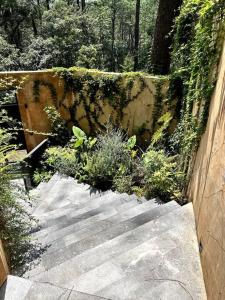 巴耶德布拉沃的住宿－Desnivel, Valle de Bravo，墙上花园有楼梯和植物