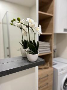 2 fleurs blanches en bols sur un comptoir dans une cuisine dans l'établissement Wohlfühlen, à Gänserndorf