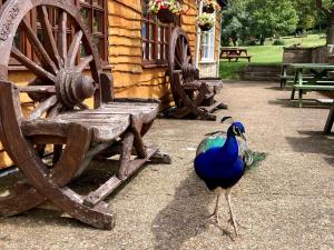a peacock standing next to a wooden bench at Water Mill Vacations Goldfinch - Dog Friendly in Newport