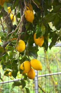 een stel gele citroenen hangend aan een boom bij Il sogno di Rosa in Massa Lubrense