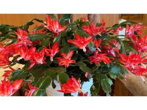 Fotografie z fotogalerie ubytování Nakanoyu Onsen Ryokan - Vacation STAY 06691v v destinaci Macumoto