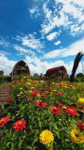 a field of flowers in front of two buildings at Raturinjani homestay in Selong