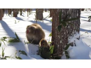 Nakanoyu Onsen Ryokan - Vacation STAY 06732v في ماتسوموتو: اثنين من القرود جالسين في الثلج بجانب شجرة