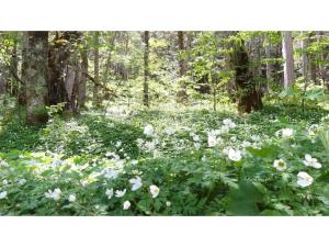 Nakanoyu Onsen Ryokan - Vacation STAY 06732v في ماتسوموتو: حقل من الزهور البيضاء في الغابة