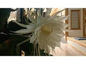 uma flor branca sentada em cima de uma planta em Nakanoyu Onsen Ryokan - Vacation STAY 06683v em Matsumoto