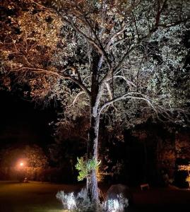 a large tree in a park at night at Pousada Boutique das Pedras in Moeda