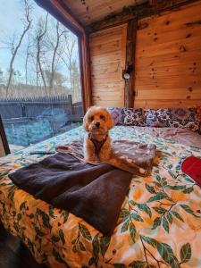 un perro sentado en una cama en un dormitorio en The Dome house near Hunter and Hudson, en Catskill