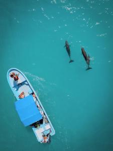 een groep mensen op een boot in het water met dolfijnen bij Hotel Cielo y Selva in Punta Allen