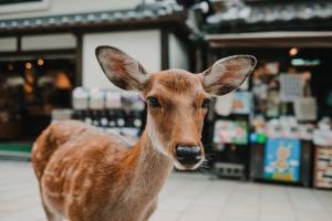 un pequeño ciervo marrón parado en una tienda en Estancia Cómoda MR1&MR2, en Nara