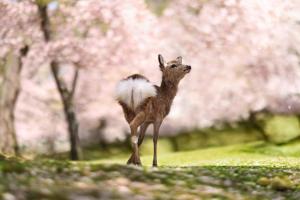 奈良市にある蘭奢待 プレミアムの背景に木立を植えた芝生に立つ鹿