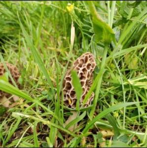 Fotografie z fotogalerie ubytování Woodside Traditional Homestays v destinaci Nagar