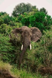 an elephant with tusks standing in the grass at ilkerin camp maasai mara in Sekenani