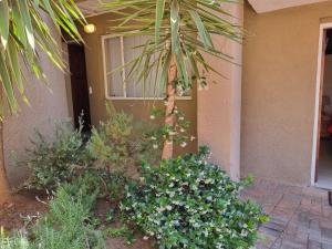 eine Palme vor einem Haus mit Pflanzen in der Unterkunft African Sky Guest House in Krugersdorp