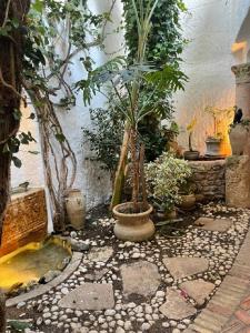 a garden with potted plants in a room at Dar Essarouel Hammamet in Hammamet