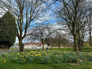 a field of daffodils in a park with trees at 2-Bed Apartment in Coleshill in Birmingham