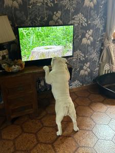 a white dog standing in front of a tv at Bologna's Animal Sanctuary in San Lorenzo in Collina