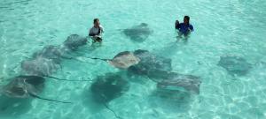 a group of stingrays swimming in the water at Madi Grand Maldives in Fulidhoo