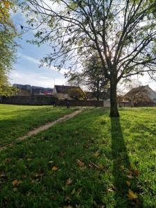 a tree in the middle of a grass field at Studio confort in Fleury-les-Aubrais