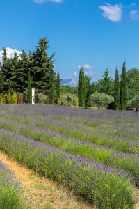 a field of lavender with trees in the background at Les Chambres Romantiques - JACUZZI Privatif, Domaine Aixois d'exception in Aix-en-Provence