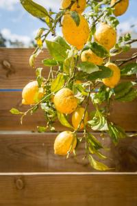 a bunch of oranges hanging from a tree at Costa Vicentina cottage with a view in Cercal +23 photos