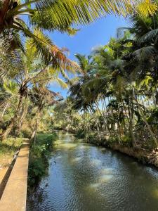 a river with palm trees and a bridge at Countryside inn in Tiruvankod +25 photos
