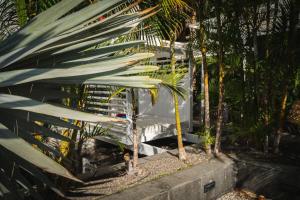 una palmera en un jardín junto a un edificio en Marina Suites Gran Canaria, en Puerto Rico de Gran Canaria