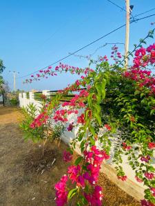 Zahrada ubytování Yala Beach Resort