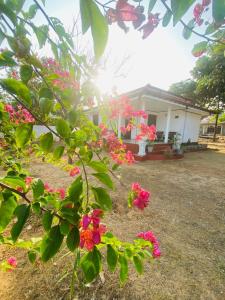 Zahrada ubytování Yala Beach Resort