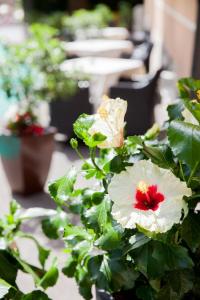 A garden outside Hotel Mediterraneo